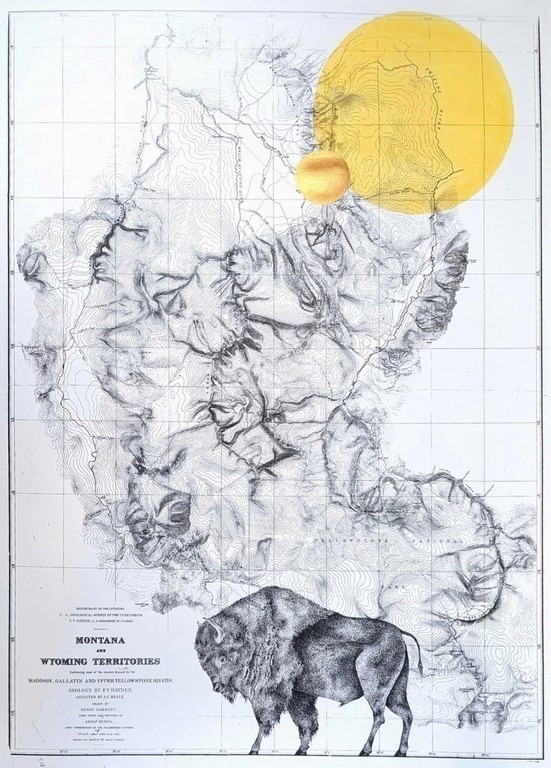 Bison, jaune-doré, Wyoming Montana